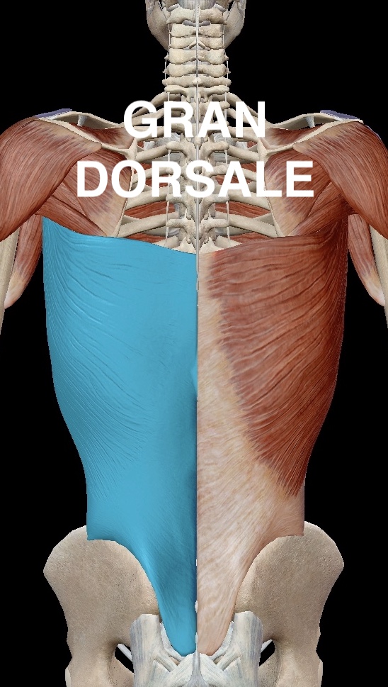 MEDICINA ONLINE: LA MEDICINA A CASA TUA - Gran dorsale: Fastidiosa dorsalgia mediotoracica