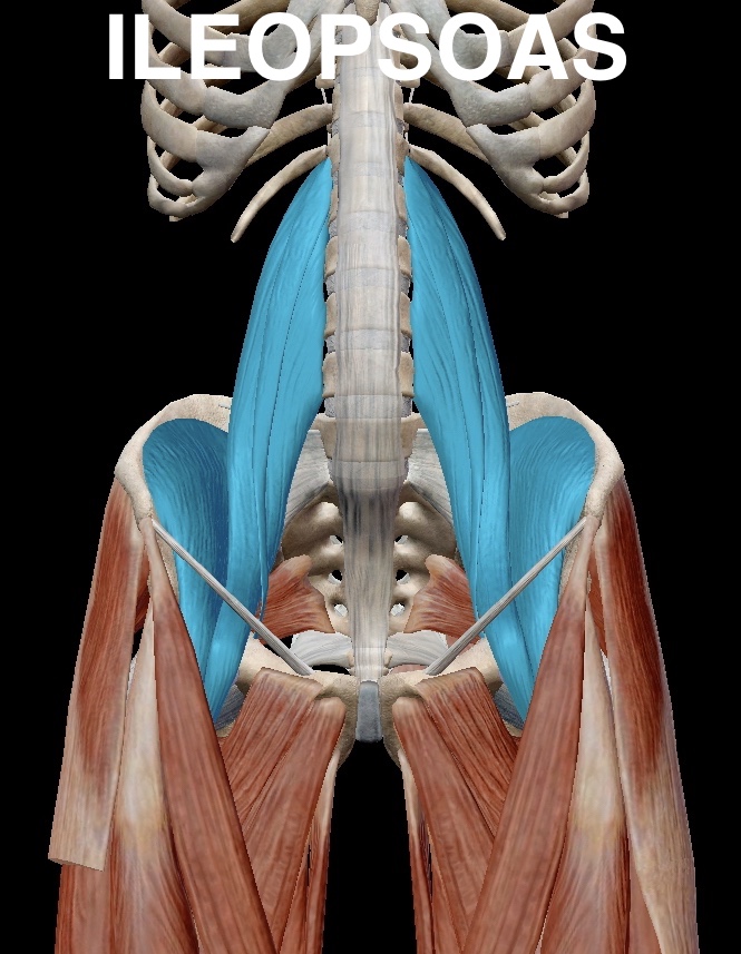 MEDICINA ONLINE: LA MEDICINA A CASA TUA - Ileopsoas: il muscolo del mal di schiena
